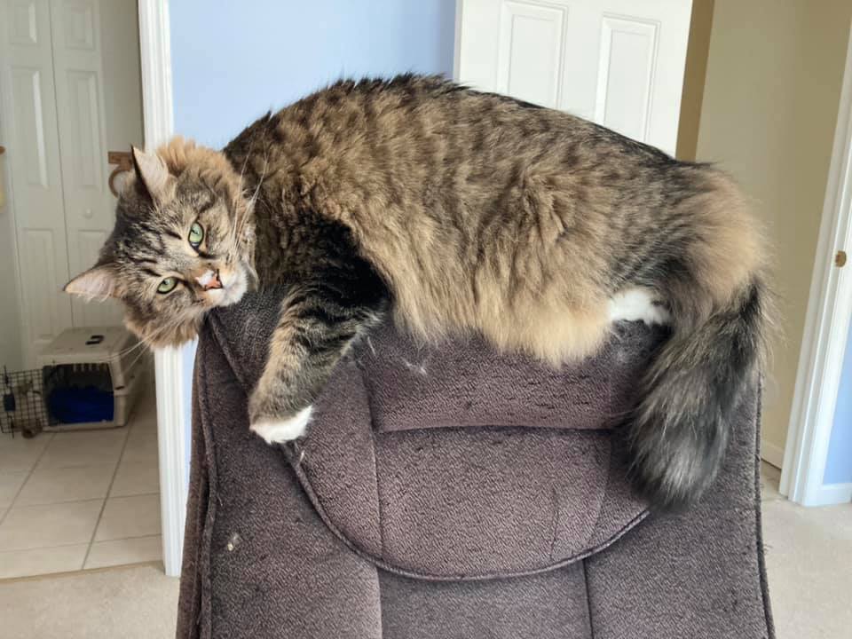 Annie, a large long-haired brown tabby cat, is draped over the back of a chair.
