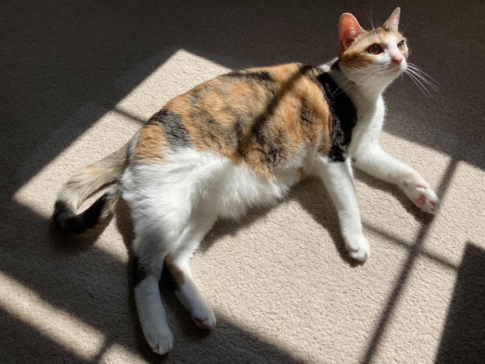 Giana, a calico cat, enjoying sunning herself.